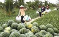 專業(yè)生產(chǎn)加工，大量?jī)?yōu)質(zhì)西瓜供應(yīng)——世界工廠網(wǎng)生鮮水果推薦